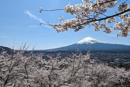 プライベートツアー：貸し切り車で富士山と芦ノ湖を巡る