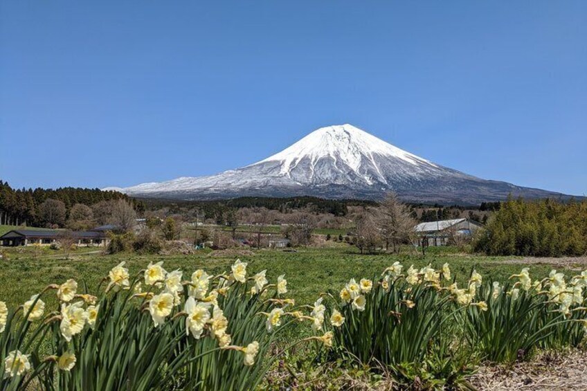 Private Tour: Chartered Car to Mt. Fuji Lake Kawaguchiko or Hakone and Lake Ashi