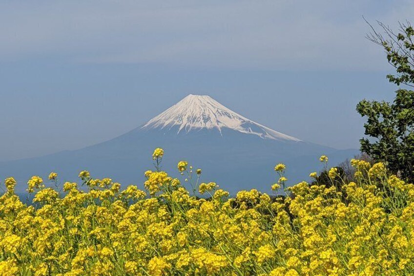 Private Tour: Chartered Car to Mt. Fuji Lake Kawaguchiko or Hakone and Lake Ashi