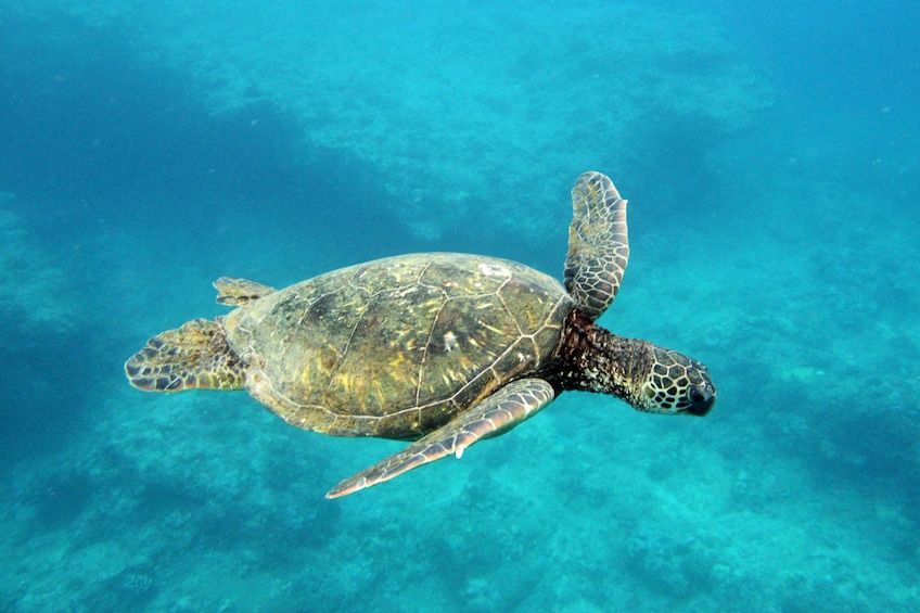 Stand Up Paddle Self Guided Tour in Kailua