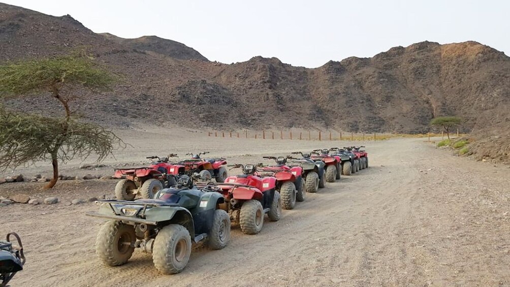 Quad biking with Camel ride & Beduin dinner 