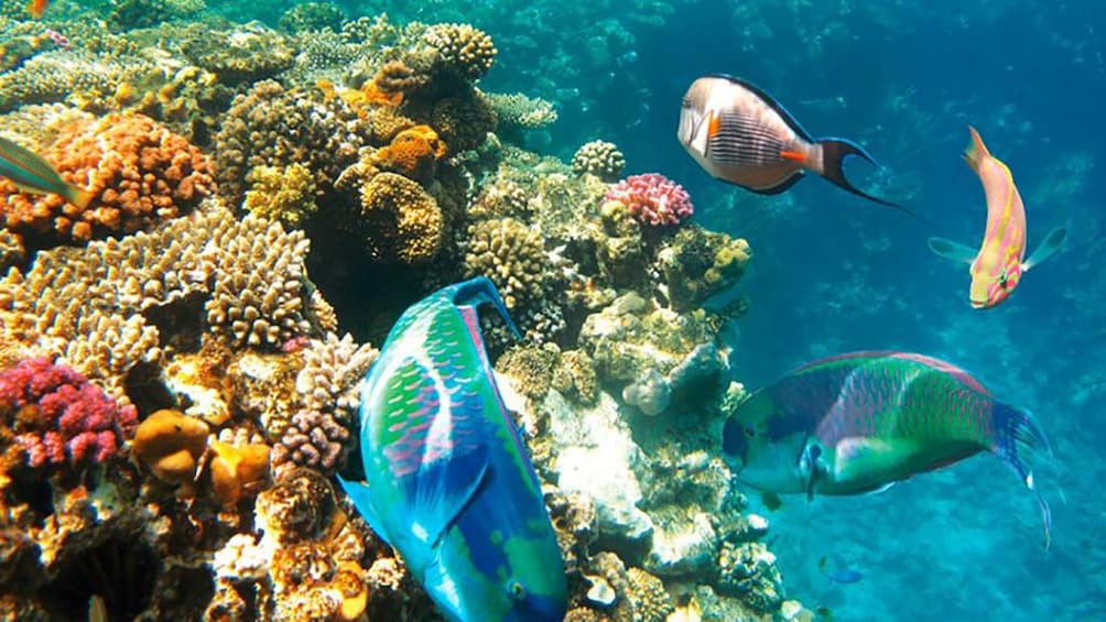 Snorkeling Trip to Tiran Island