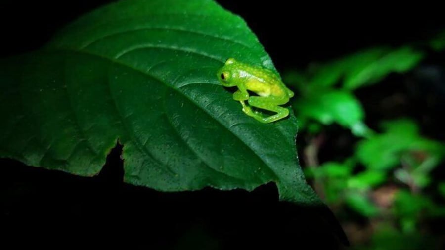 Glass Frog