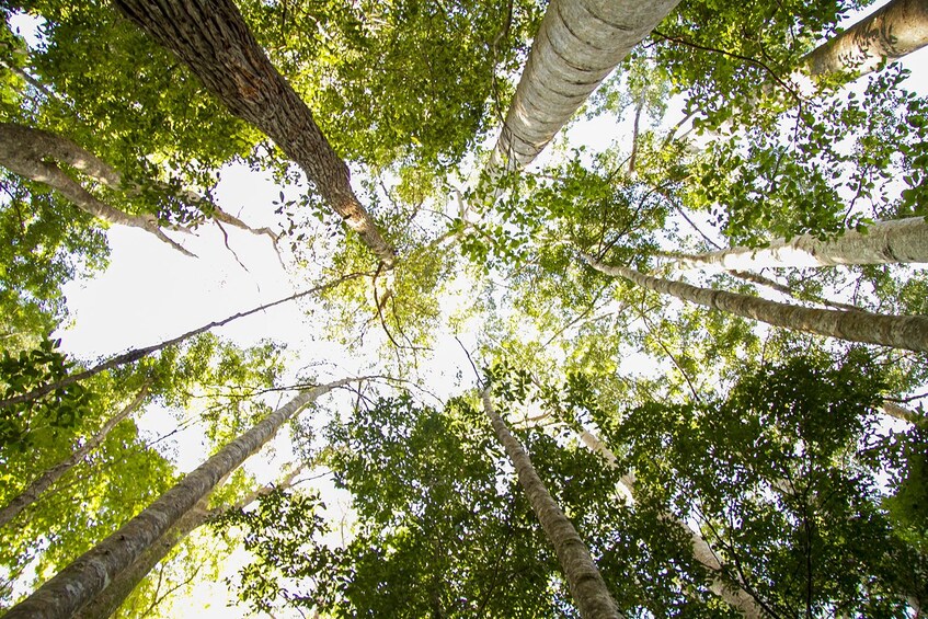 Fraser Island 4WD Warrior Day Tour departing Rainbow Beach