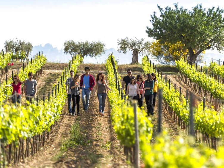 Show item 1 of 8. Penedès Hike & Wines