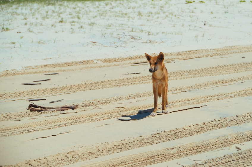 Show item 4 of 4. Dingo's 3 Day Tag Along Fraser Island 4WD Adventure
