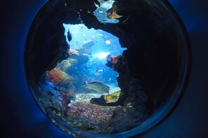 Japan Kyoto Aquarium Admission Ticket