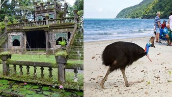 Castles & Cassowaries (Half Day)