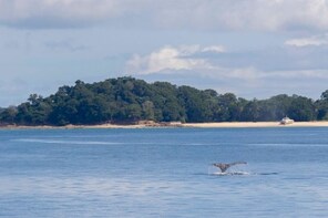 Whale Watching Panama City