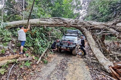 Rainforest Exploration Day Tour by 4X4