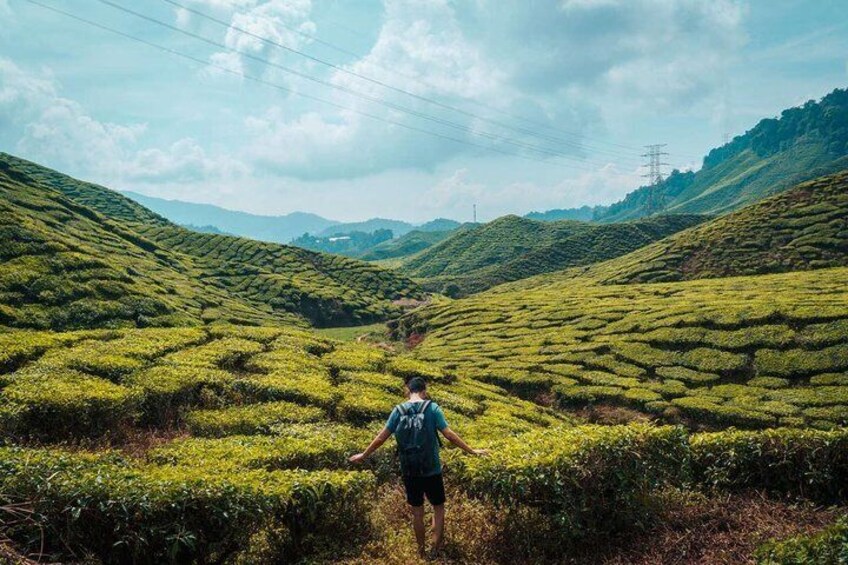 Cameron Highlands Tours
