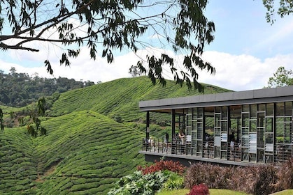 Cameron Highlands Tour From Kuala Lumpur (Private Tour)