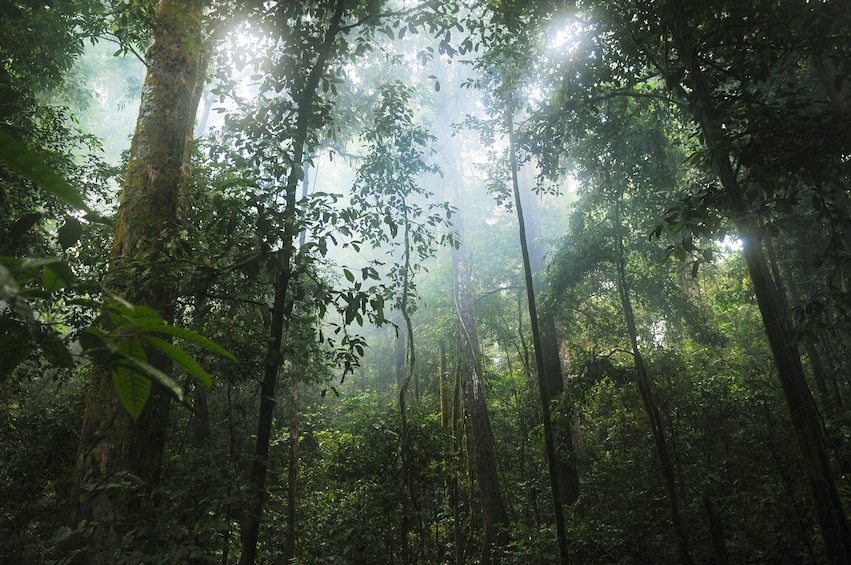 El Yunque National Forest Nature Walk Adventure 