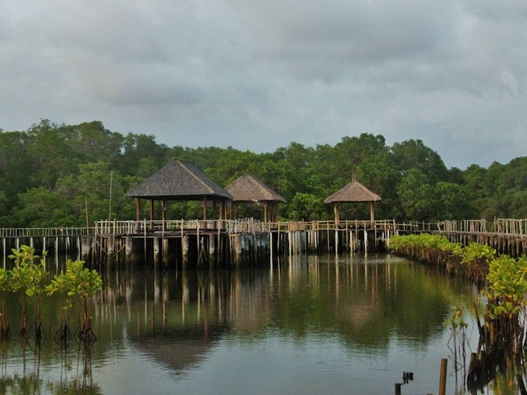 Mangrove Forest Bali Canoe Eco Tour