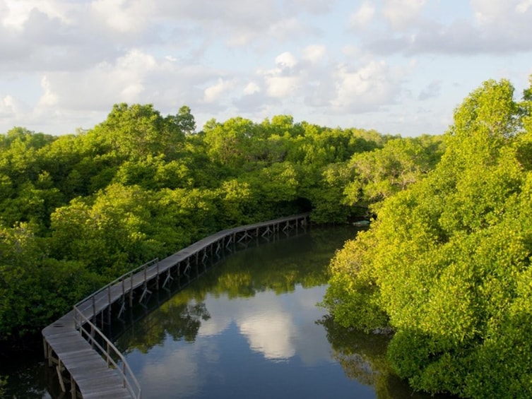 Mangrove Forest Bali Canoe Eco Tour