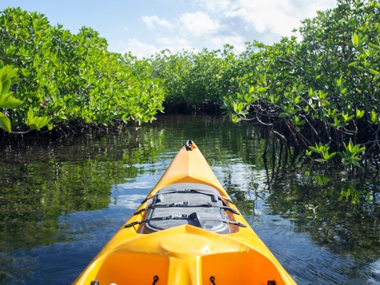 Mangrove Forest Bali Canoe Eco Tour