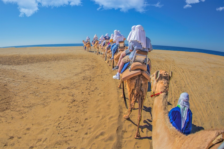 Los Cabos Outback Camel Ride 