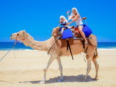 Paseo en camello por el interior de Los Cabos 