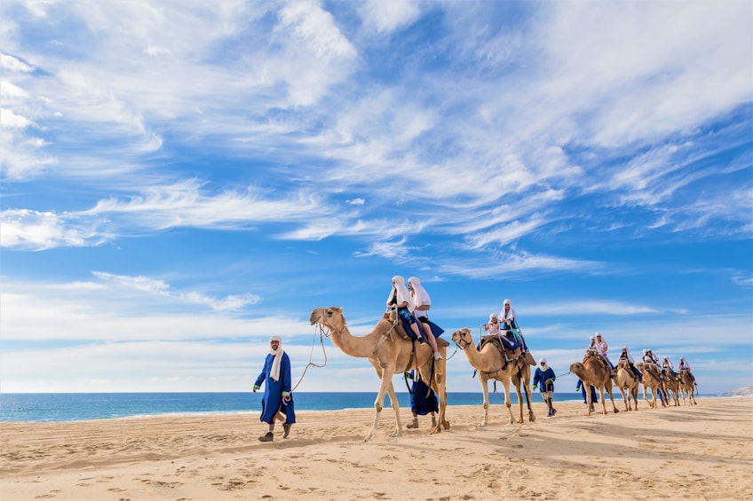 Los Cabos Outback Camel Ride 