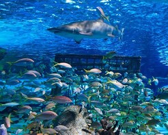 RIPLEYS Believe It or Not- 7 ATTRACTIONS in Pattaya