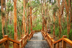 Navigation to Victoria Island & Myrtle Forest