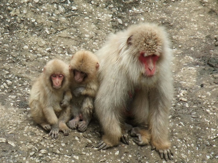 13-hour Snow Monkey Park to/from Tokyo with Private Car