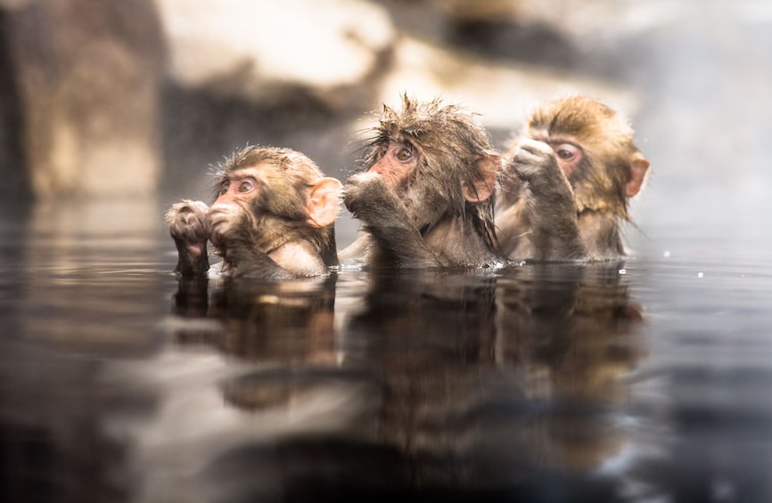 13-hour Snow Monkey Park to/from Tokyo with Private Car