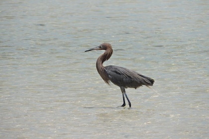 Pelagic Birding Isla Blanca Cancun Mexico
