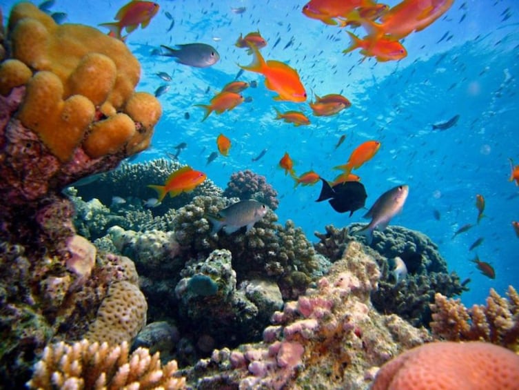 Bali Snorkeling Tour at Amed