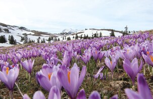 E-bike tour: Cycle through the marvellous Velika Planina