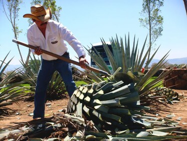 Tour de tequila y destilería desde Guadalajara