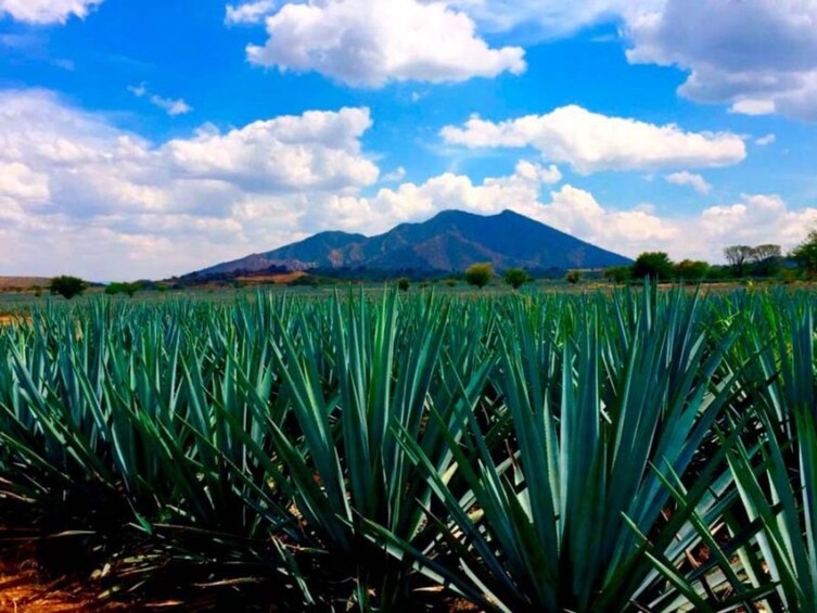 Tequila and Distillery Tour From Guadalajara