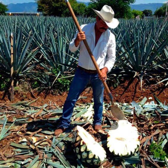 Tequila and Distillery Tour From Guadalajara