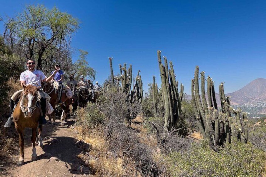 Incredible native plants, like the Quisco (Echinopsis chiloensis) pictured here.