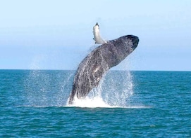 Whale Watching Cruise with Kingfisher Tours Sri Lanka