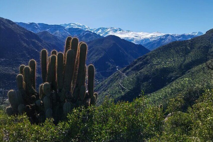 Cactus and snow in the back, very unique!