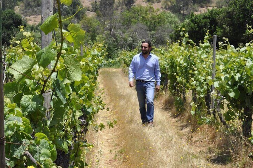 Countryside Tour through Maipo Valley