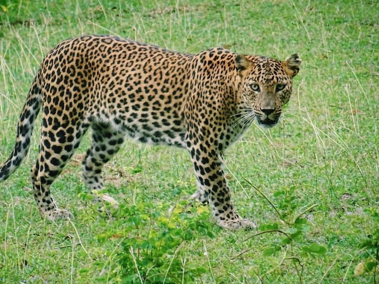 Private Overnight Luxury Leopard Safari - Yala National Park