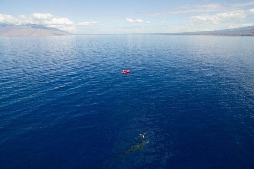 Maui Whale-Watching Tour by Raft from Kihei