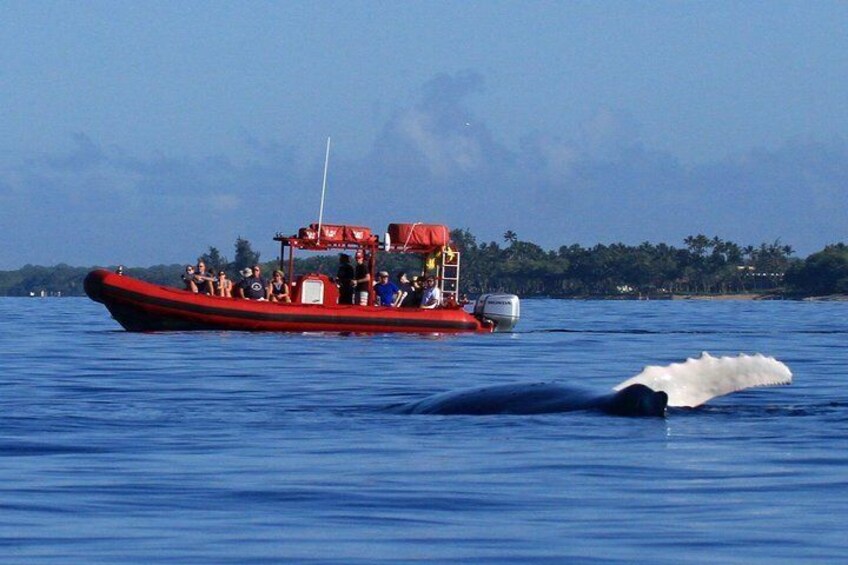 Redline Rafting Whale Watch