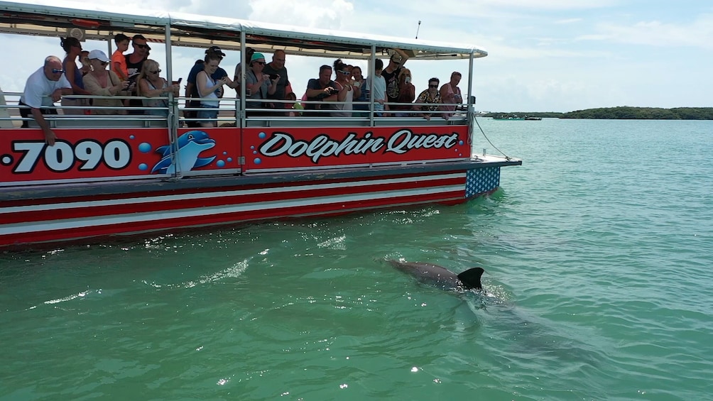 Dolphin Watching in Boca Ciega Bay