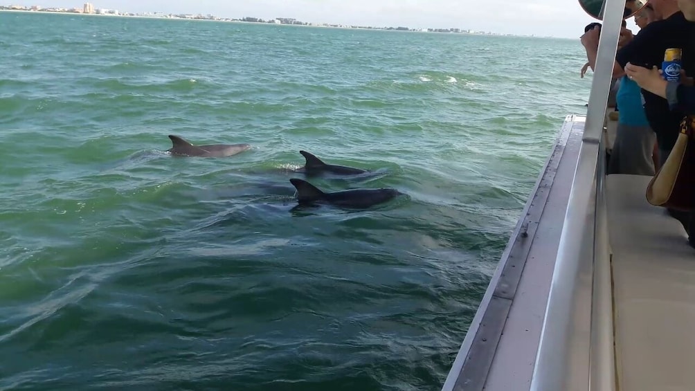 Guaranteed Dolphin Sighting in Boca Ciega Bay!