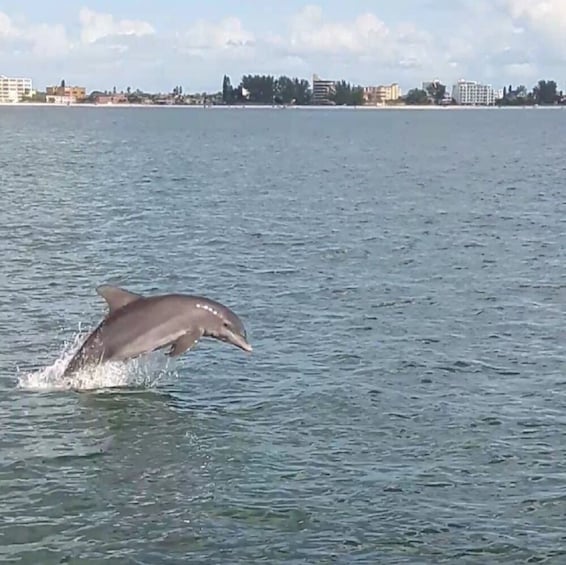 Guaranteed Dolphin Sighting in Boca Ciega Bay!