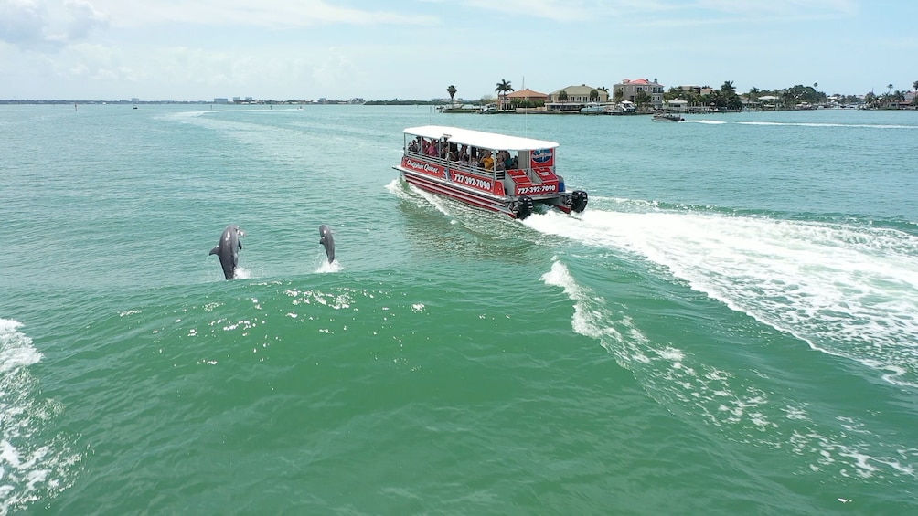 Dolphin Watching in Boca Ciega Bay