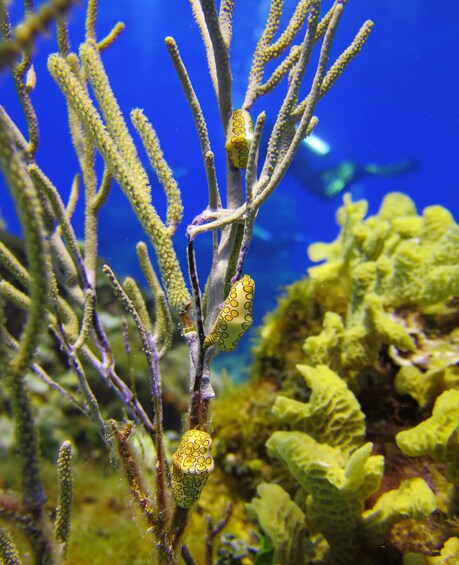 Cozumel Marine Park Snorkeling Day Excursion 