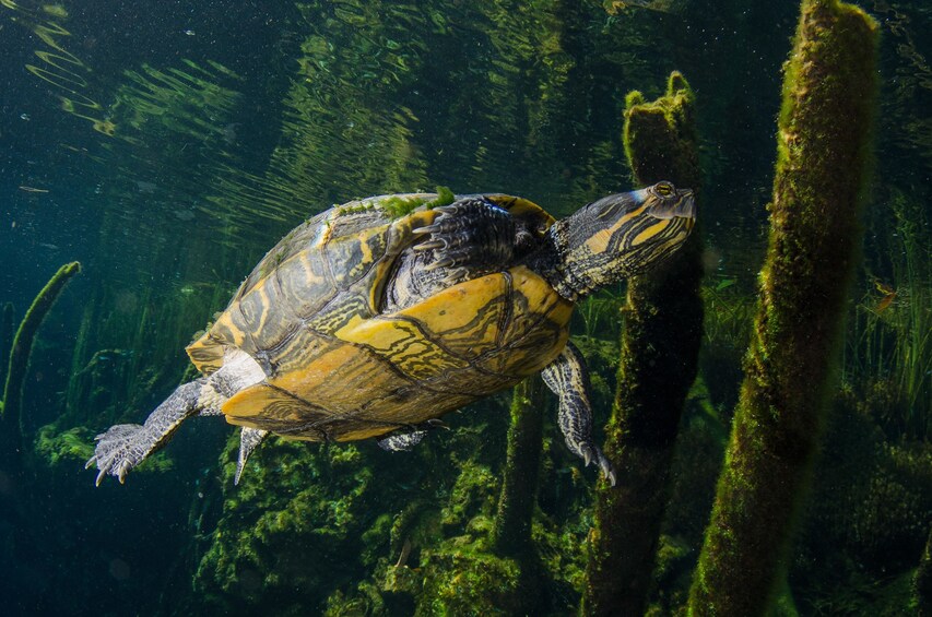 Cenotes Snorkeling Day Excursion 