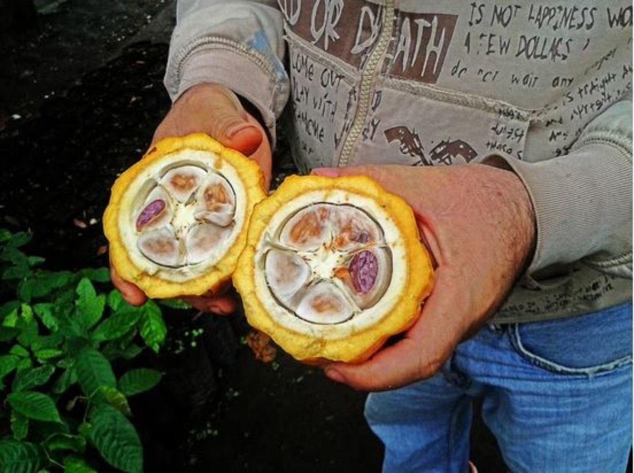 Colima Ruins, Chocolate & Craft Beer Tour