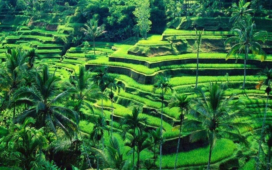 Bali Instagram Tour