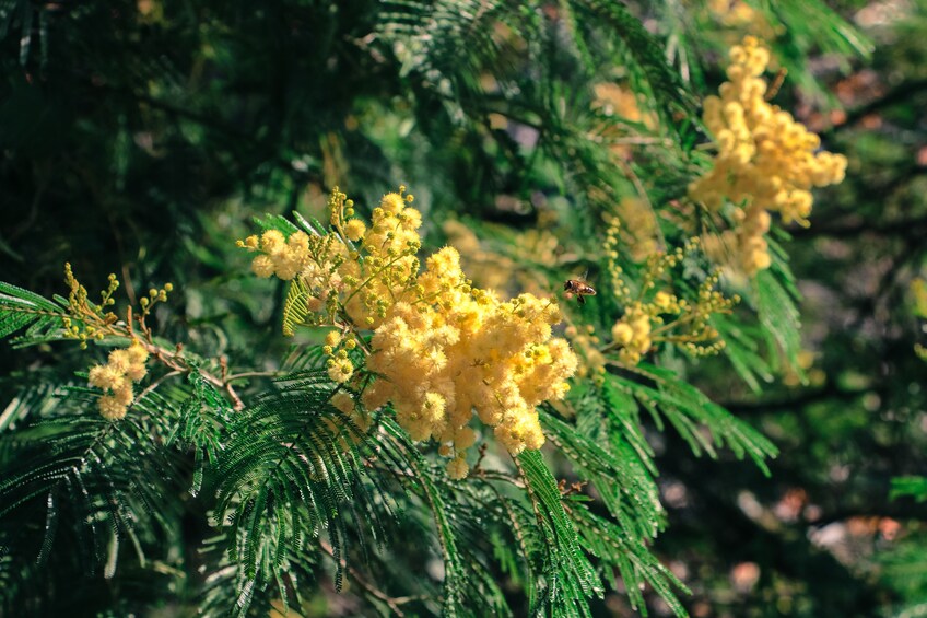 Guided Nature Hike (Half Day) - Maroços