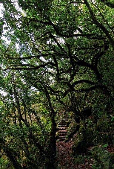 Guided Nature Hike (Full Day) - Rabaçal / 25 Fontes